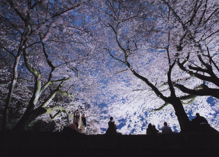 彦根城桜まつり　夜桜のライトアップ