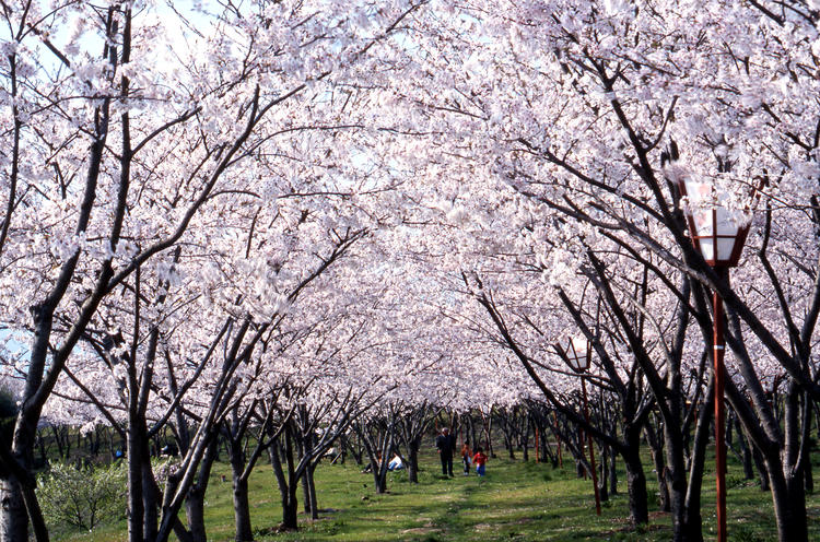 笠原桜公園