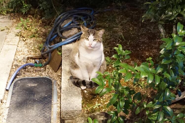 ネコ.JPG