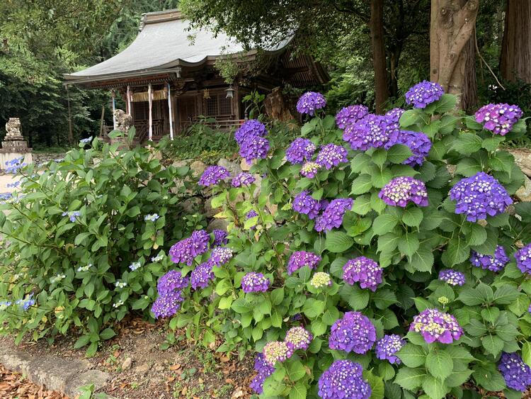 矢川神社　紫陽花