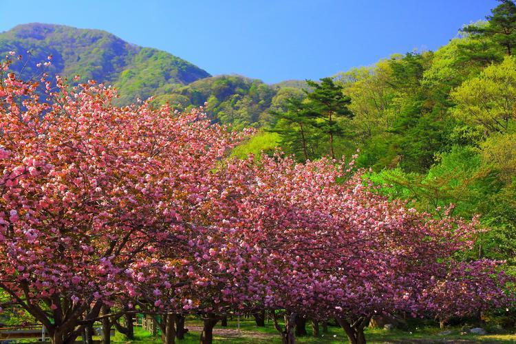 マキノ高原千本桜