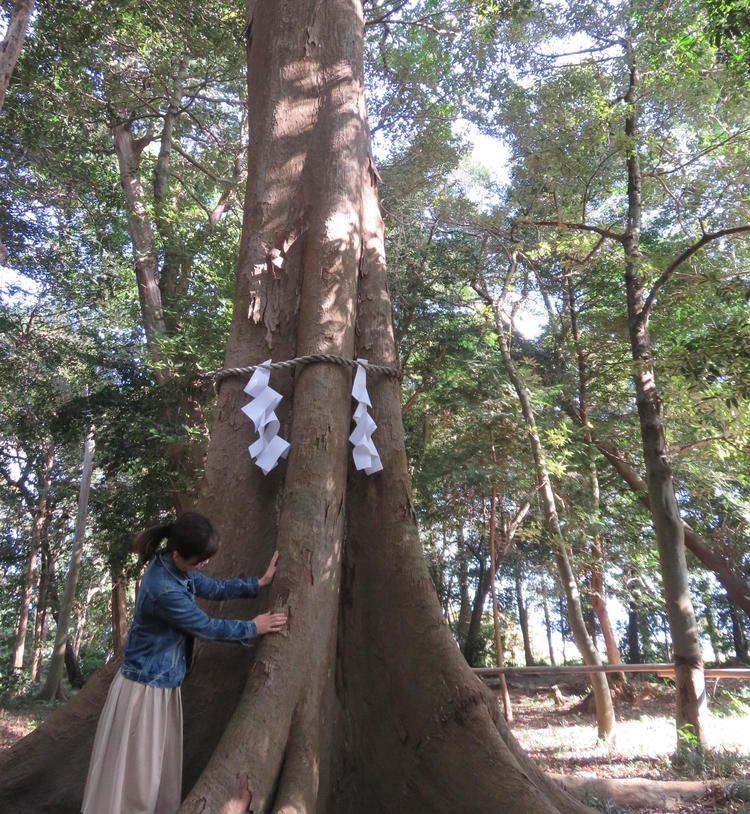 23.豊満神社_美人の木.JPG