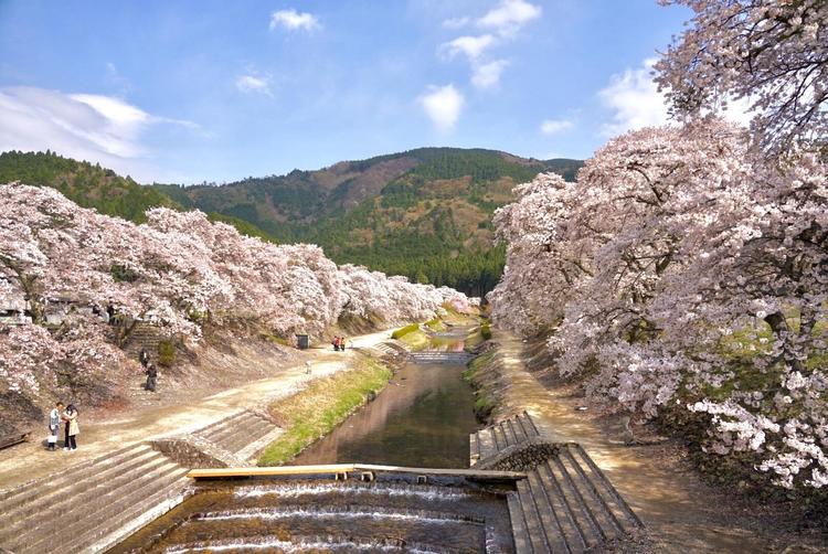 鮎川千本桜