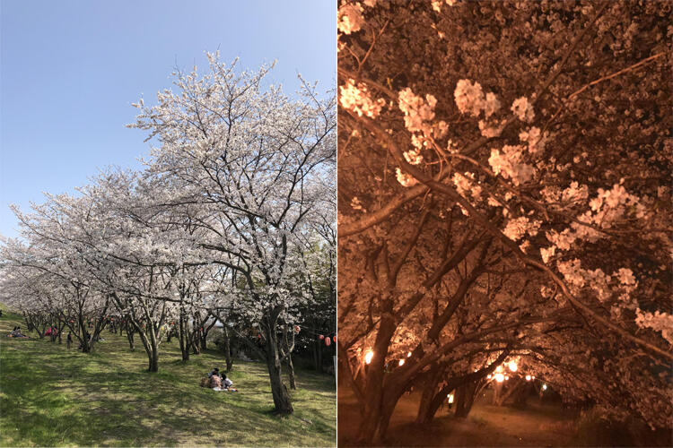 守山　笠原桜公園