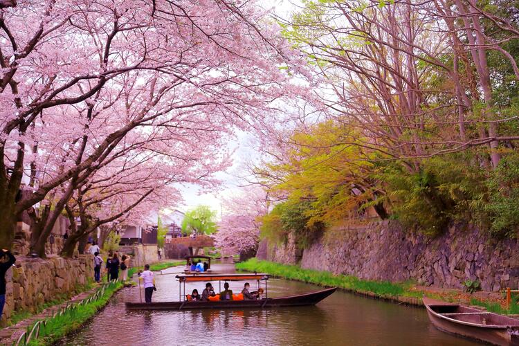 22年 滋賀県 桜スポット ライトアップ特集 滋賀 びわ湖 お出かけ虹色ブログ 滋賀の観光旬ネタはコレ