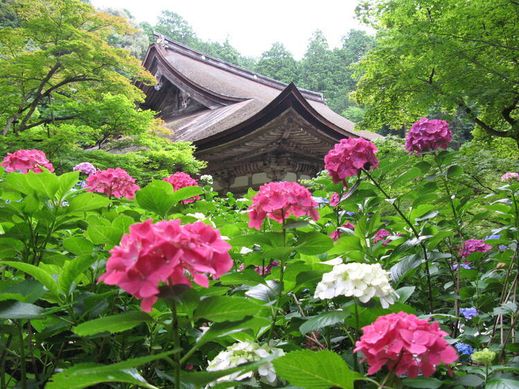 金剛輪寺.jpg