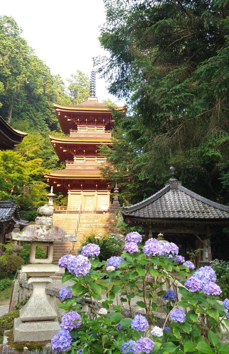 重要文化財長命寺三重塔紫陽花.jpg
