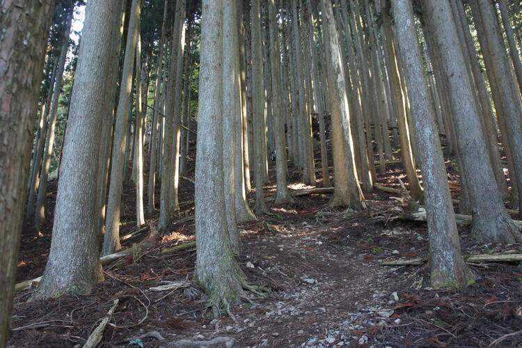 登山道序盤.JPG