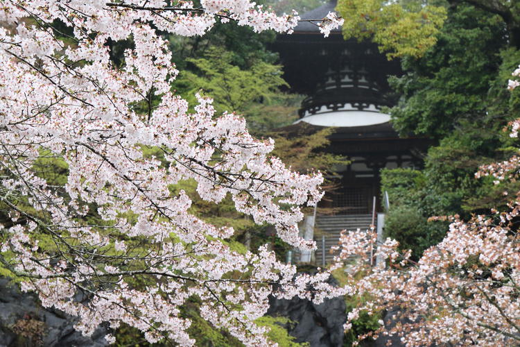 3950_雨の石山寺.jpg