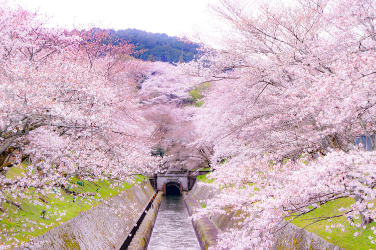 琵琶湖疏水の桜.