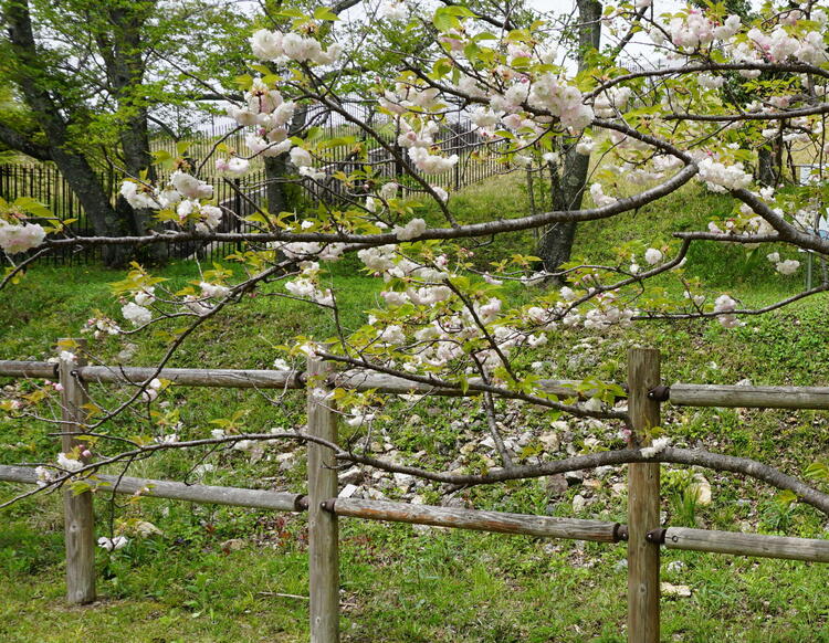 昭和_桜