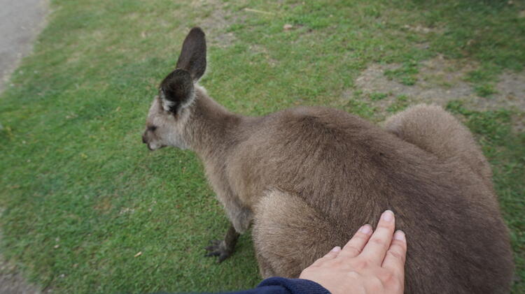 カンガルー.JPG