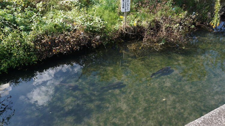 伊庭の水辺景観　水路