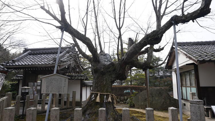 長光寺のハナノキ