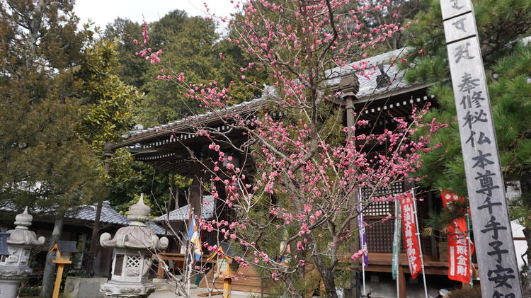 長光寺　梅