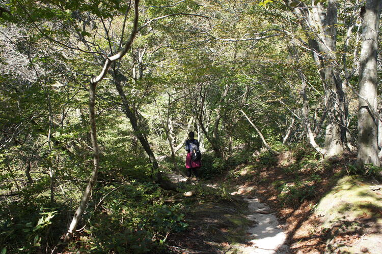 登山道.JPG