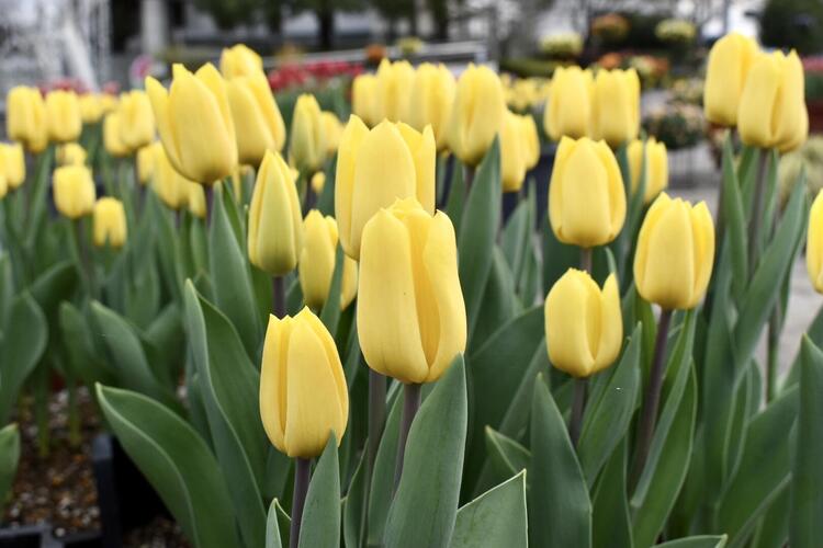 水生植物公園みずの森アイスチューリップ4