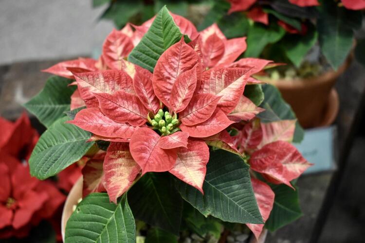 水生植物公園みずの森ポインセチア5