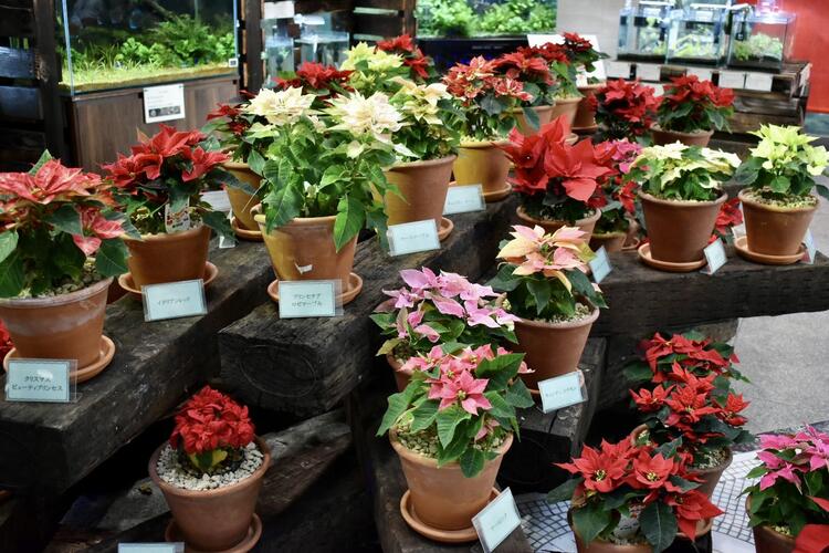 水生植物公園みずの森ポインセチア1