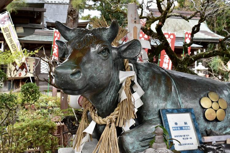 北野神社牛2