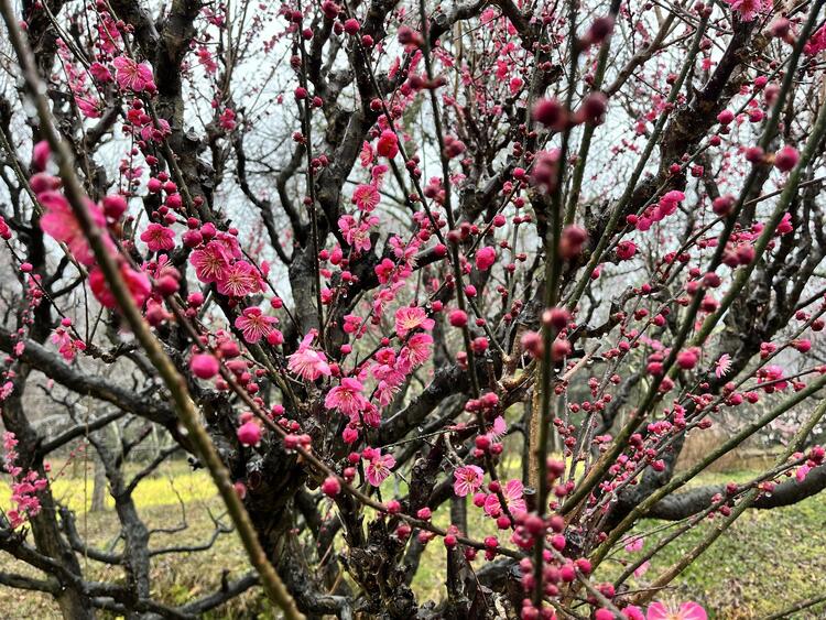 叶匠壽庵 寿長生の郷　花の宴　梅まつり