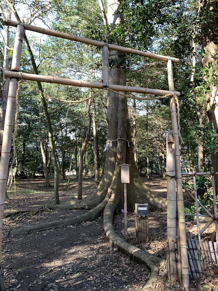 豊満神社ご神木1