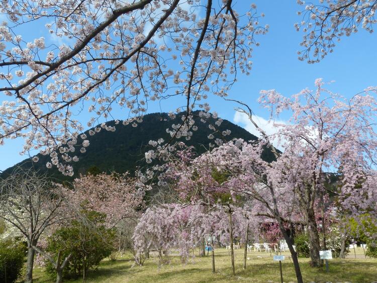 三上山桜.jpg