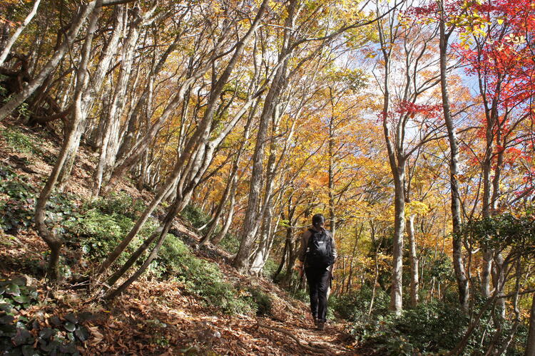 登山道ブナ林.JPG