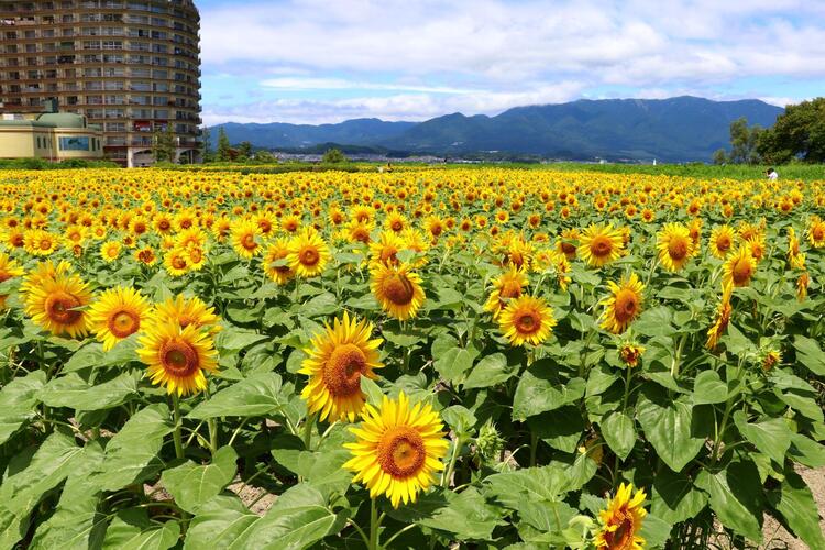 第１なぎさ公園 ひまわり畑.JPG