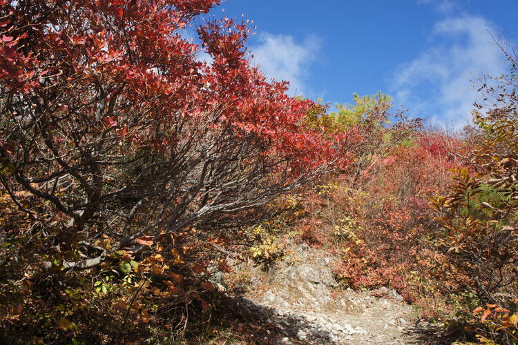 ワサビ峠紅葉.JPG