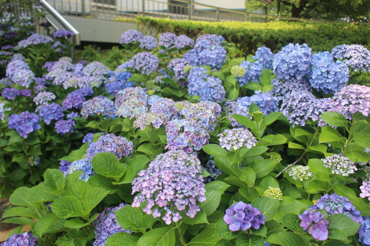 みずの森.JPG