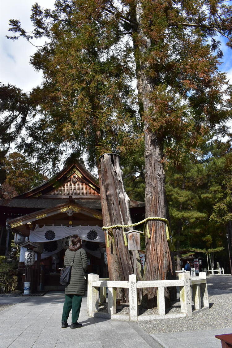 建部大社三本杉