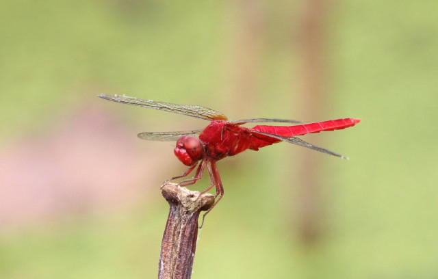 ギャラリー展示 トンボ１００大作戦 滋賀のトンボを救え 滋賀県観光情報 公式観光サイト 滋賀 びわ湖のすべてがわかる