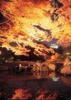 錦秋の玄宮園ライトアップ 滋賀県観光情報 公式観光サイト 滋賀 びわ湖のすべてがわかる