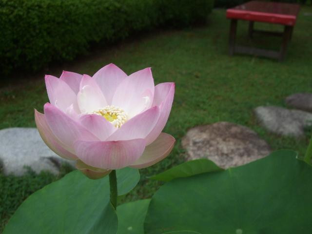 花継ぎのつどい 蓮 滋賀県観光情報 公式観光サイト 滋賀 びわ湖のすべてがわかる