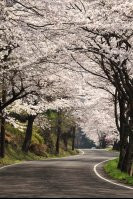 奥びわ湖パークウェイ 桜開花 滋賀県観光情報 公式観光サイト 滋賀 びわ湖のすべてがわかる