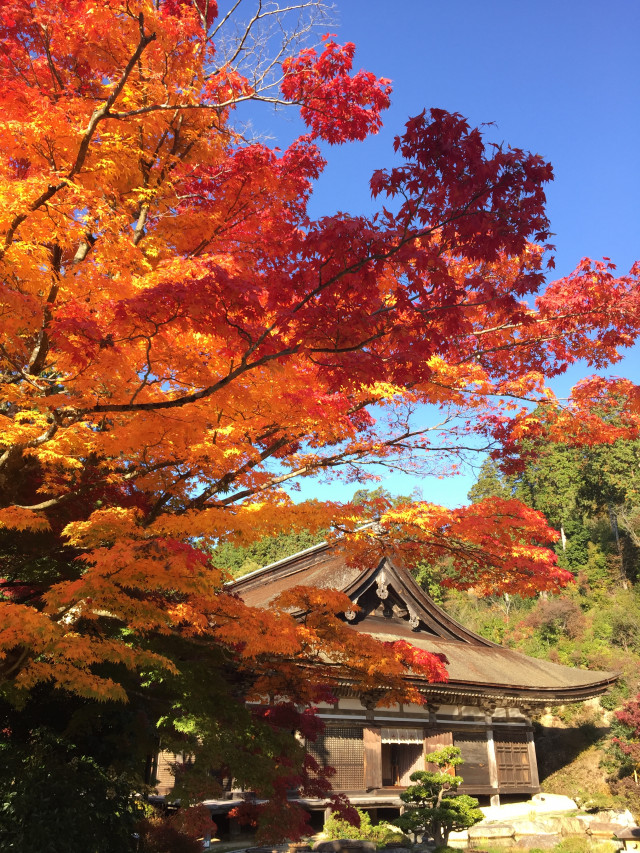 国宝 湖南三山紅葉めぐり
