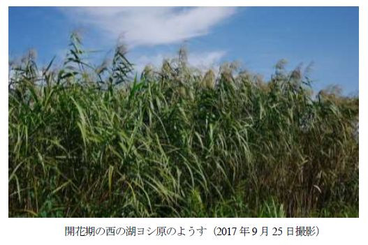 琵琶湖よし笛 天然木 日本製 和楽器 和楽 伝統 工房游葭・琵琶湖よし