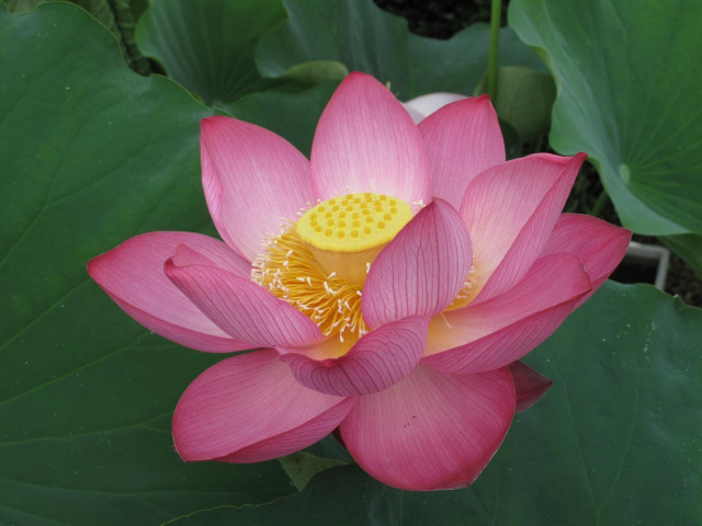 草津市立水生植物公園みずの森 滋賀県観光情報 公式観光サイト 滋賀 びわ湖のすべてがわかる