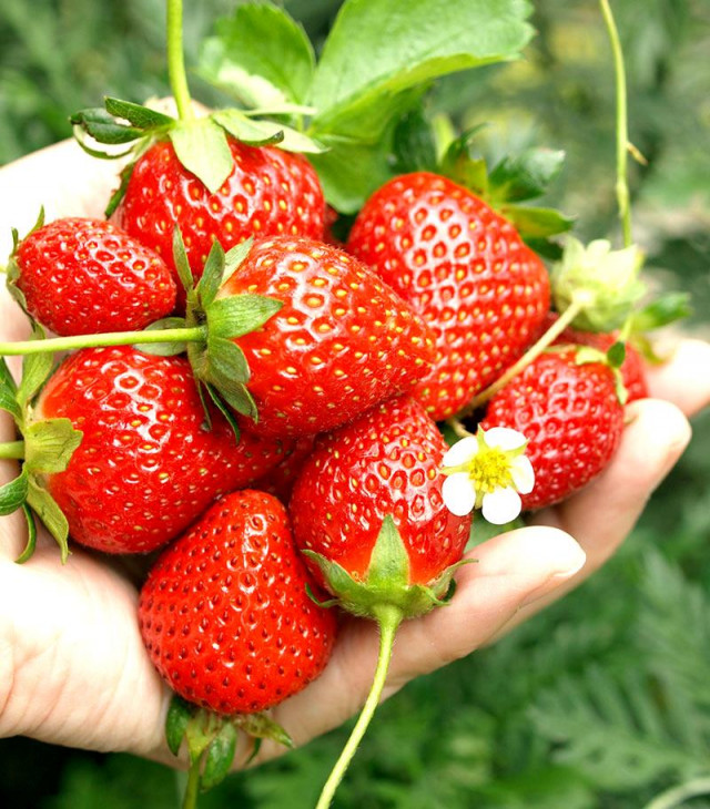 Ai彩ひろば 滋賀県観光情報 公式観光サイト 滋賀 びわ湖のすべてがわかる