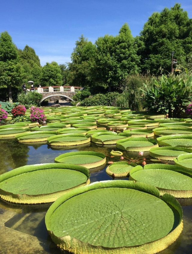 草津市立水生植物公園みずの森 滋賀県観光情報 公式観光サイト 滋賀 びわ湖のすべてがわかる 草津市立水生植物公園みずの森 滋賀県観光情報 公式観光サイト 滋賀 びわ湖のすべてがわかる