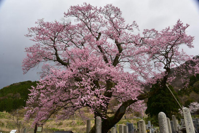 清水の桜 | 滋賀県観光情報［公式観光サイト］滋賀・びわ湖のすべてが