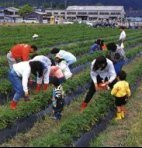 近江舞子いちご園 滋賀県観光情報 公式観光サイト 滋賀 びわ湖のすべてがわかる 近江舞子いちご園 滋賀県観光情報 公式観光サイト 滋賀 びわ湖のすべてがわかる