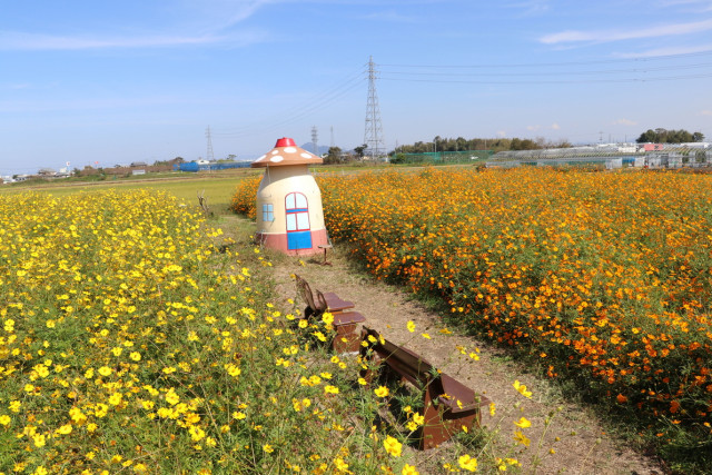 新庄町コスモス園 滋賀県観光情報 公式観光サイト 滋賀 びわ湖のすべてがわかる