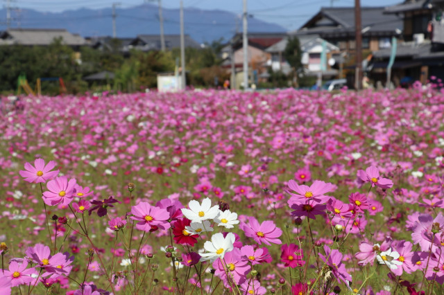 今浜コスモス畑 滋賀県観光情報 公式観光サイト 滋賀 びわ湖のすべてがわかる