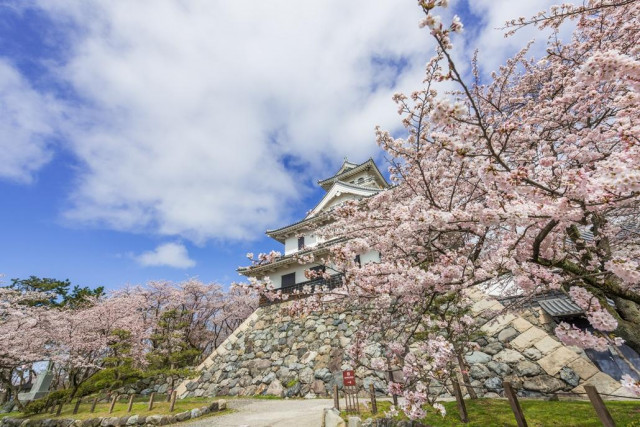 豊公園の桜 滋賀県観光情報 公式観光サイト 滋賀 びわ湖のすべてがわかる 豊公園の桜 滋賀県観光情報 公式観光サイト 滋賀 びわ湖のすべてがわかる