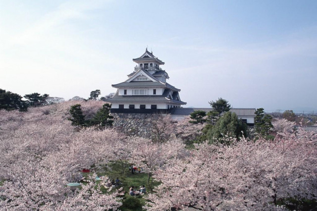 豊公園の桜 滋賀県観光情報 公式観光サイト 滋賀 びわ湖のすべてがわかる 豊公園の桜 滋賀県観光情報 公式観光サイト 滋賀 びわ湖のすべてがわかる