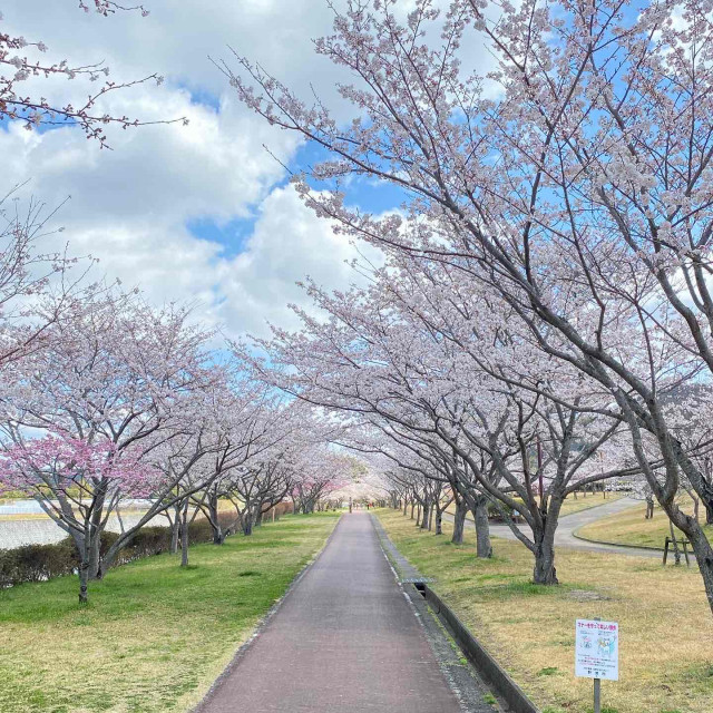 さくら緑地 | 滋賀県観光情報［公式観光サイト］滋賀・びわ湖の
