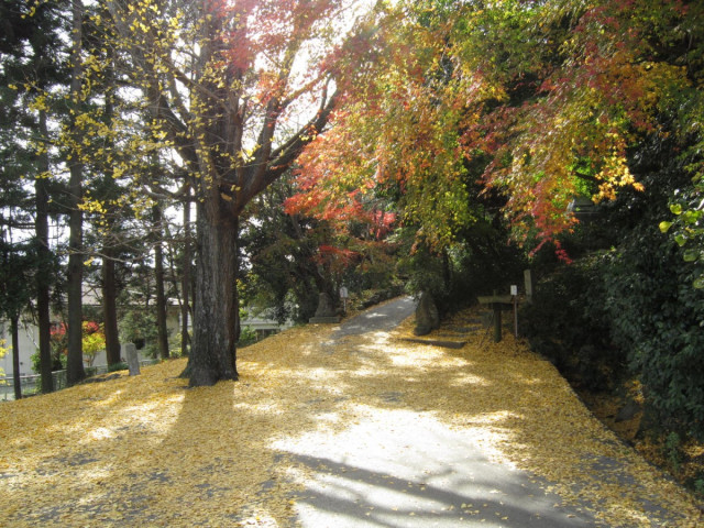 紅葉公園  滋賀県観光情報［公式観光サイト］滋賀・びわ湖のすべてが 